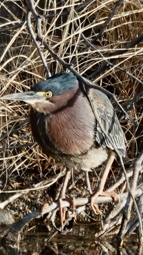 Green Heron - ML633212023