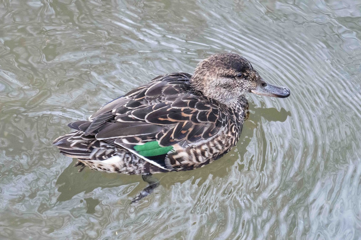 Green-winged Teal - ML633212032