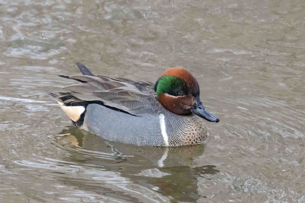 Green-winged Teal - ML633212033