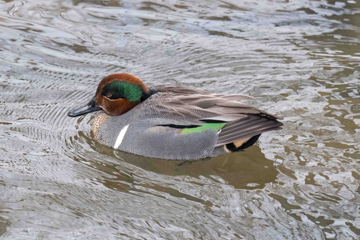 Green-winged Teal - ML633212034