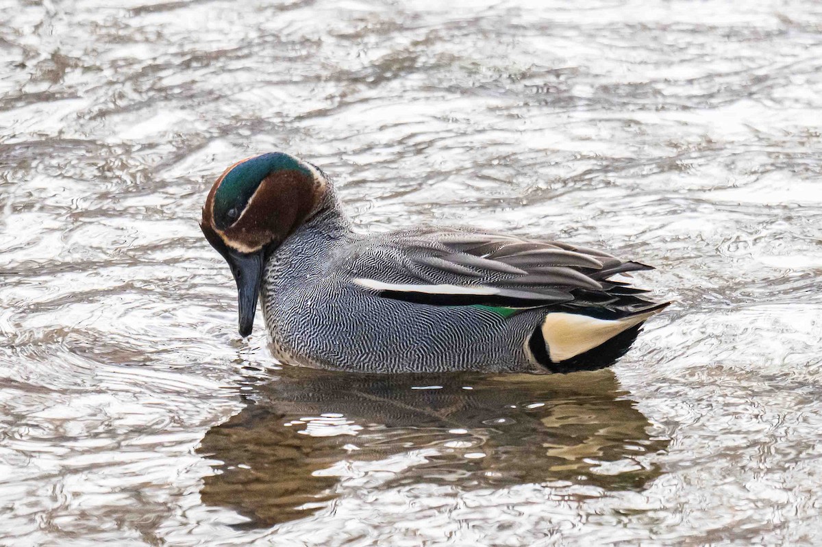 Green-winged Teal (Eurasian) - ML633212051