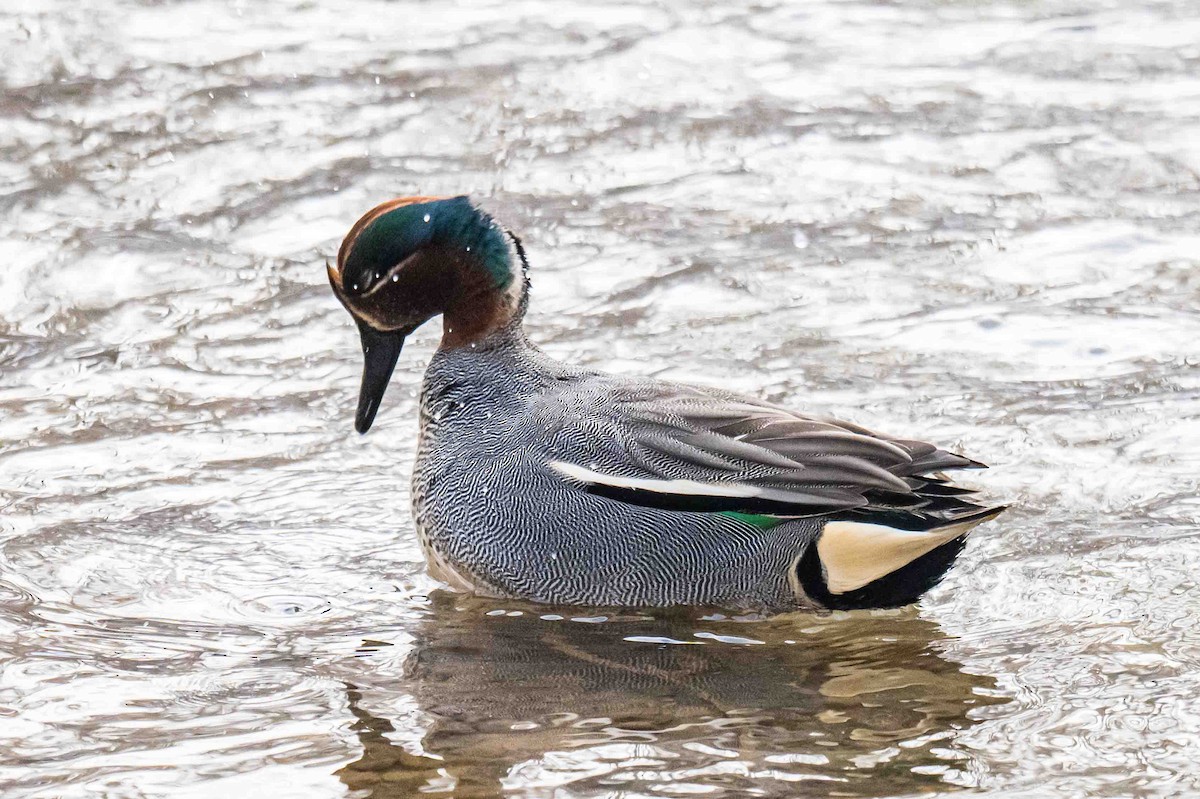 Green-winged Teal (Eurasian) - ML633212052