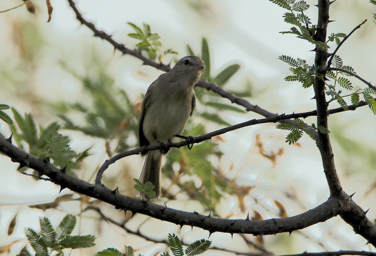 Mouse-colored Tyrannulet (Northern) - ML633212107