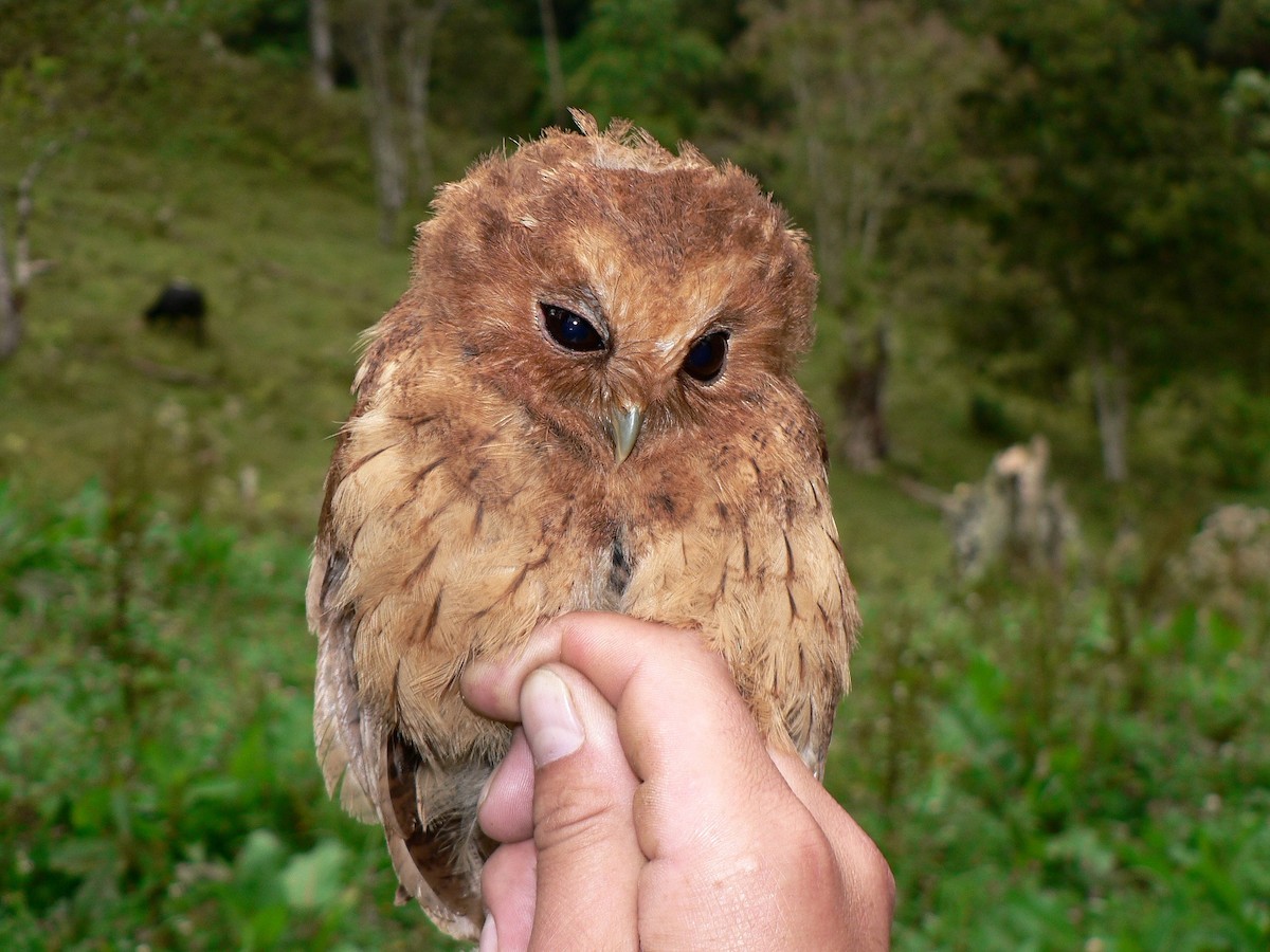 Cinnamon Screech-Owl - ML633212340