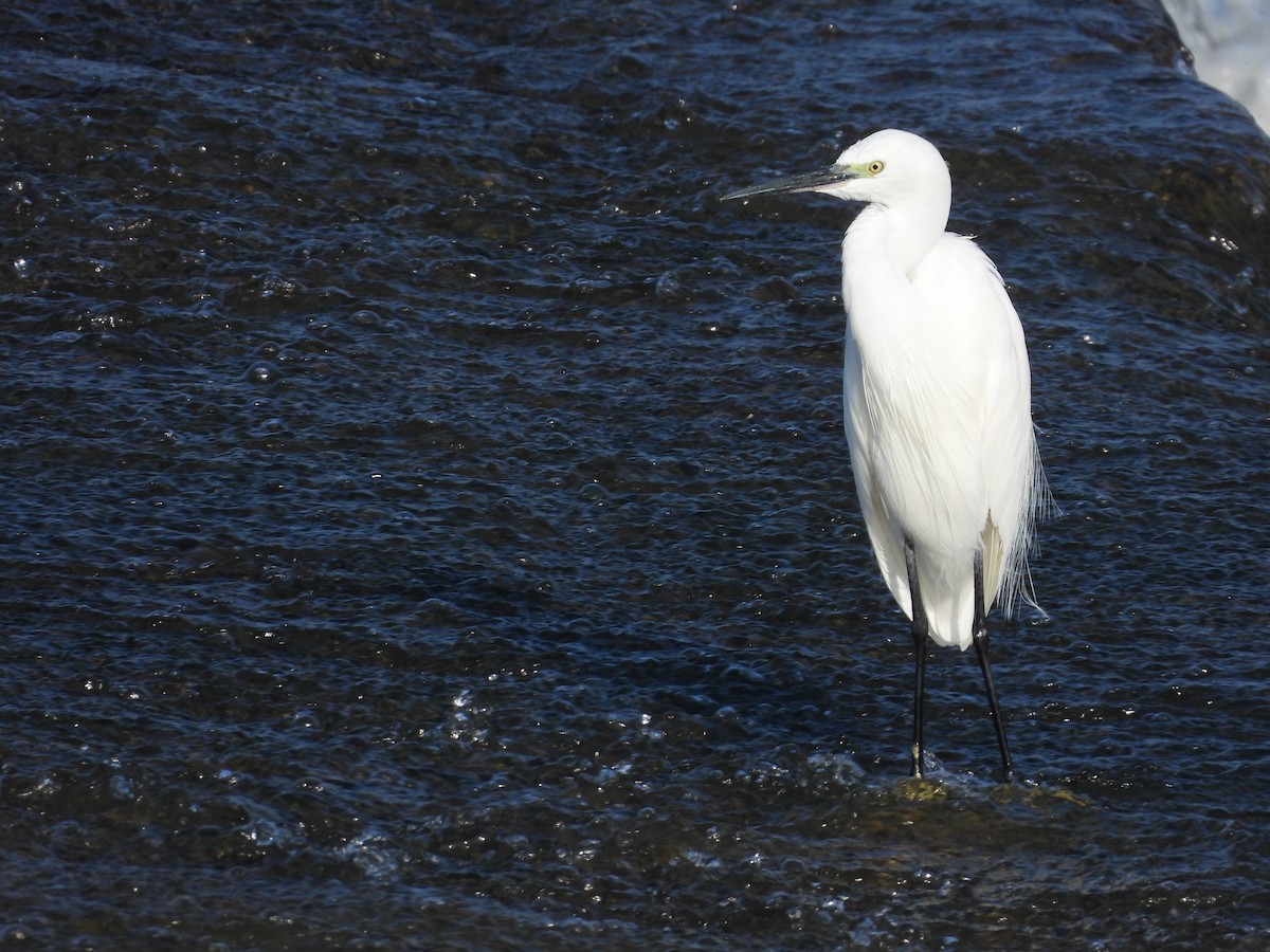 Little Egret - ML633212386