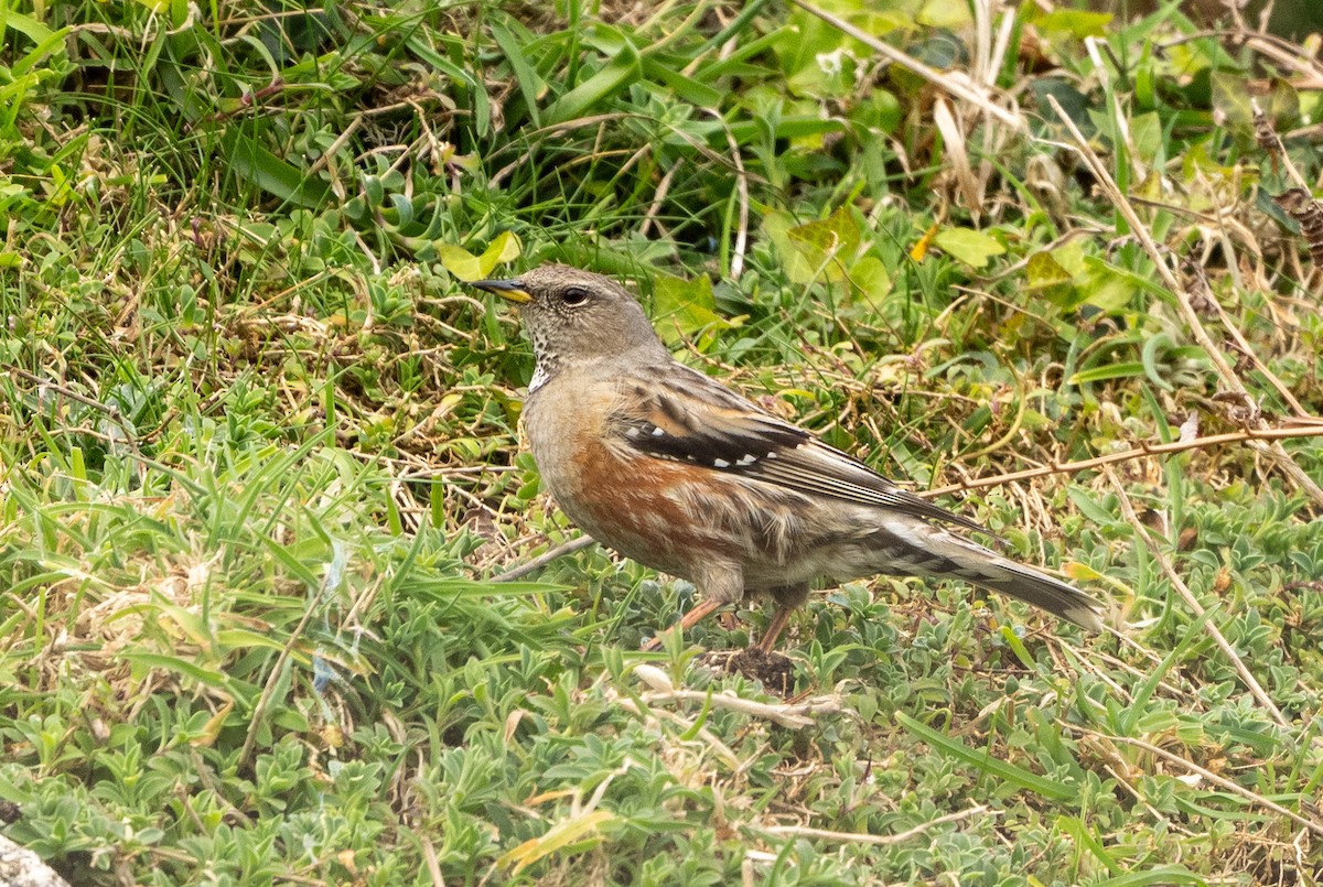 Alpine Accentor - ML633212486