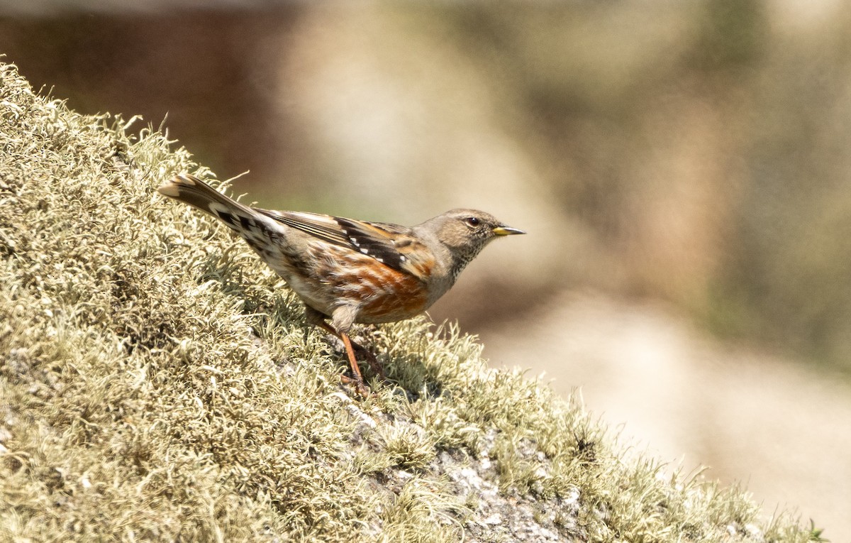 Alpine Accentor - ML633212487