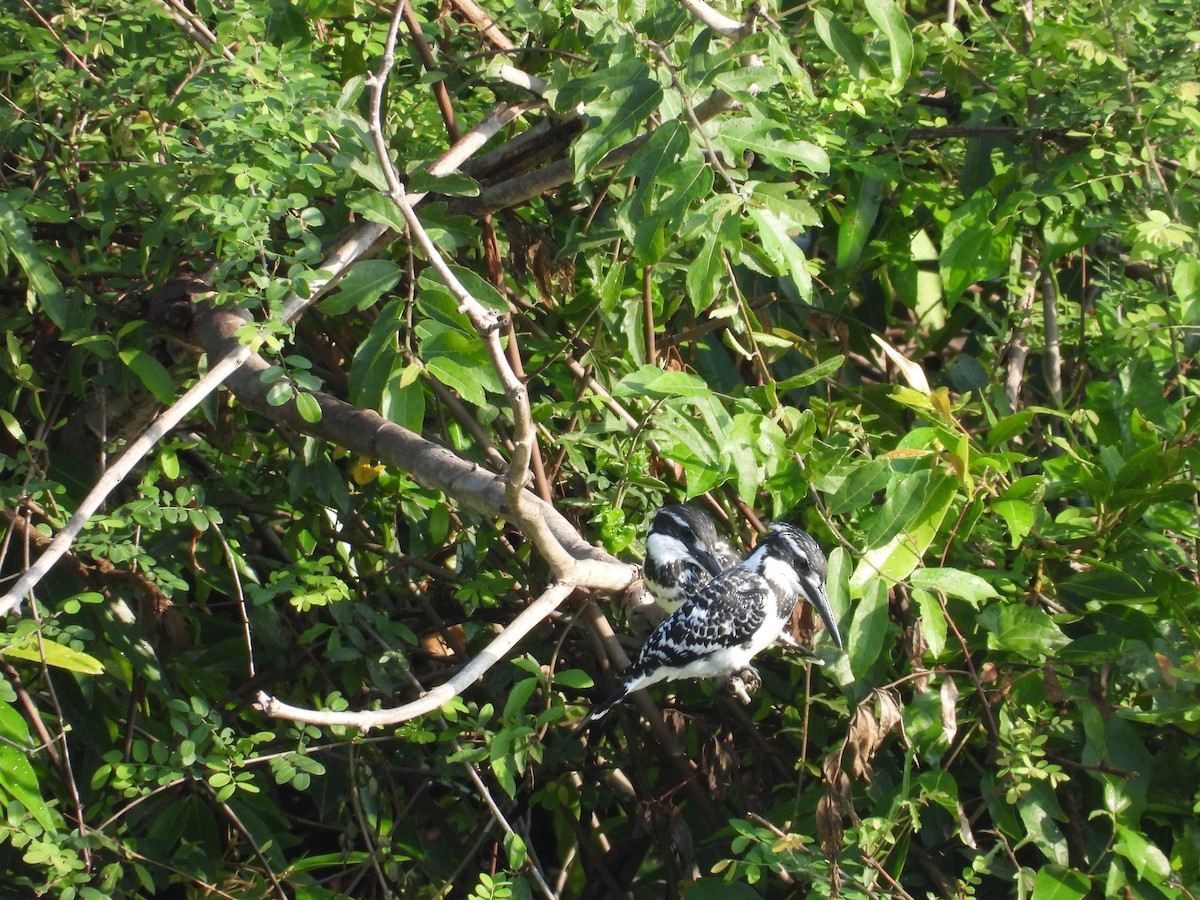 Pied Kingfisher - ML633212537