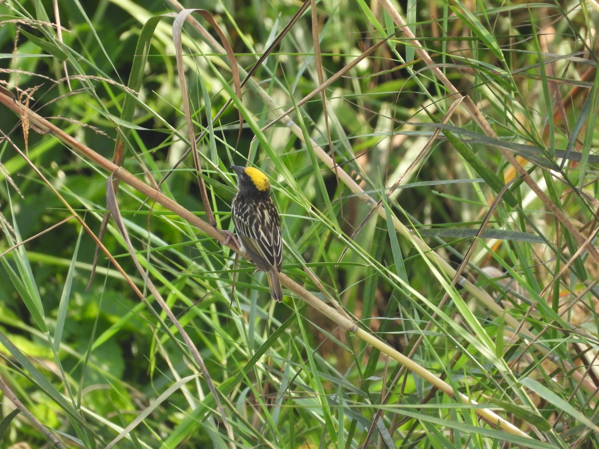 Streaked Weaver - ML633212557