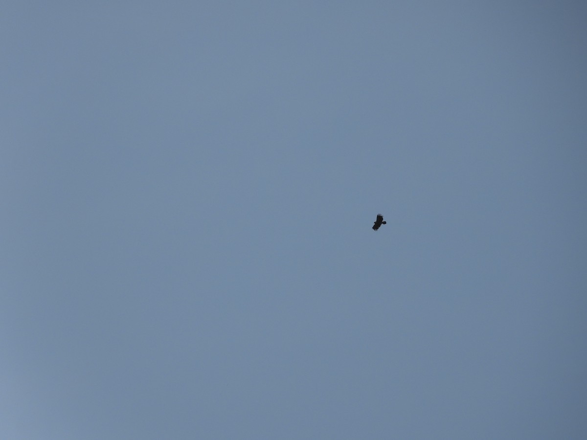 Greater Spotted Eagle - ML633212603