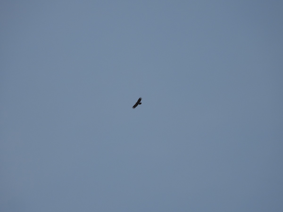 Greater Spotted Eagle - ML633212605