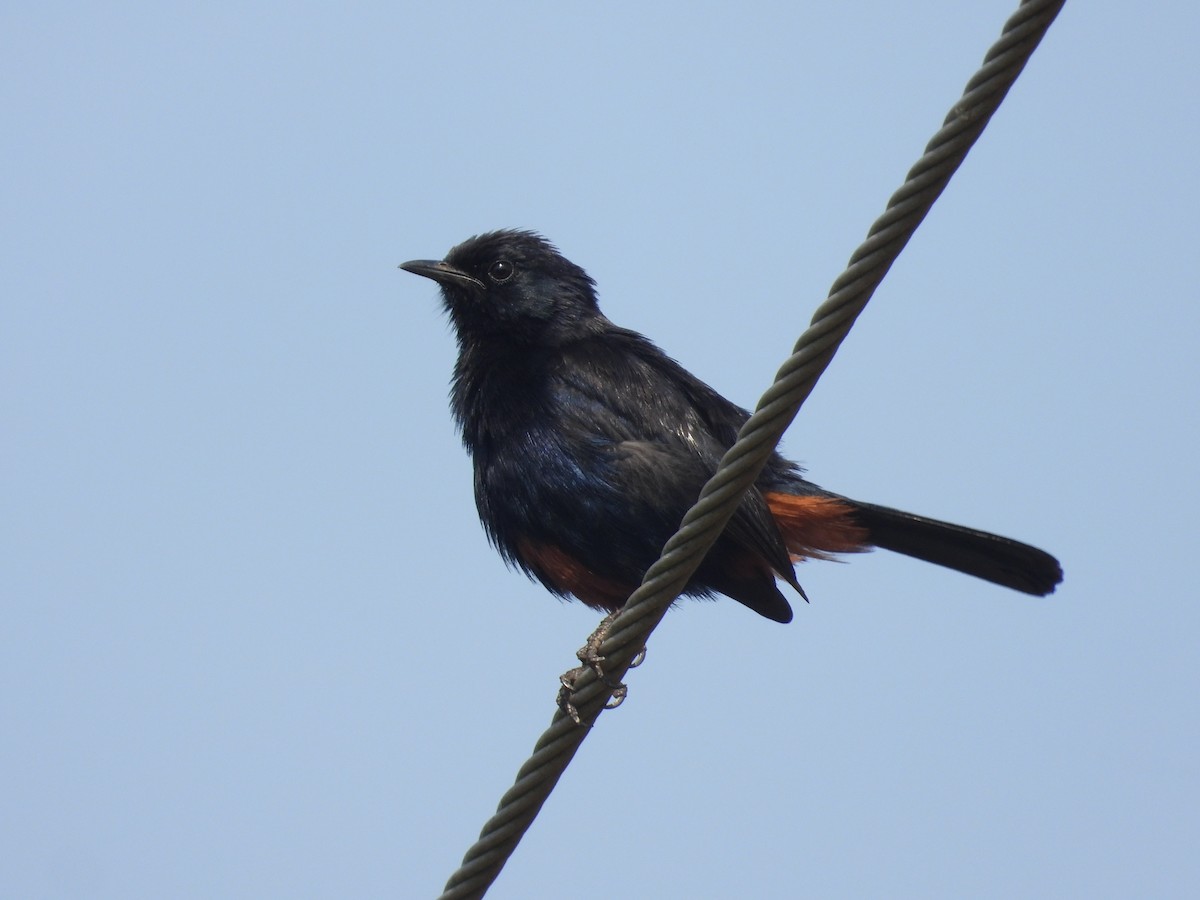 Indian Robin - ML633212717