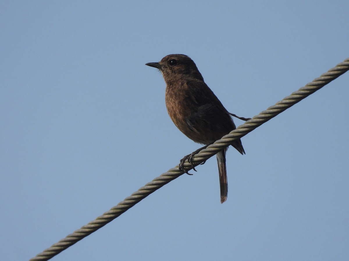 Pied Bushchat - ML633212734