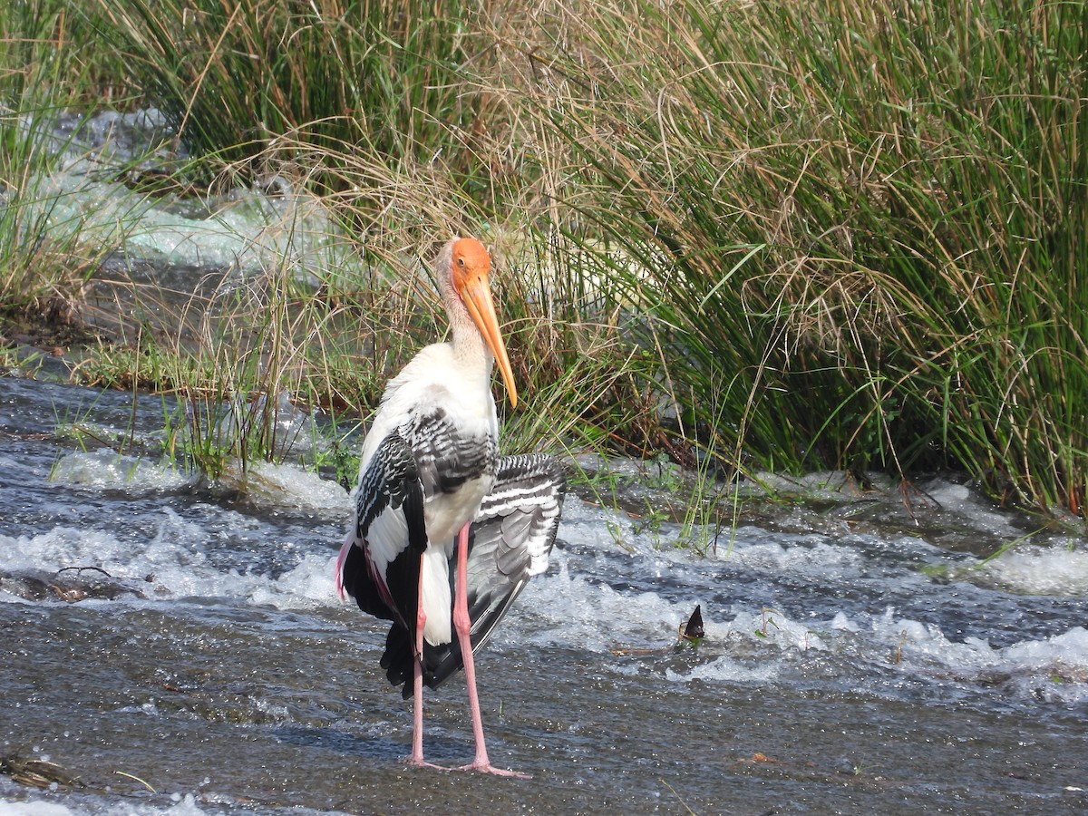 Painted Stork - ML633212785