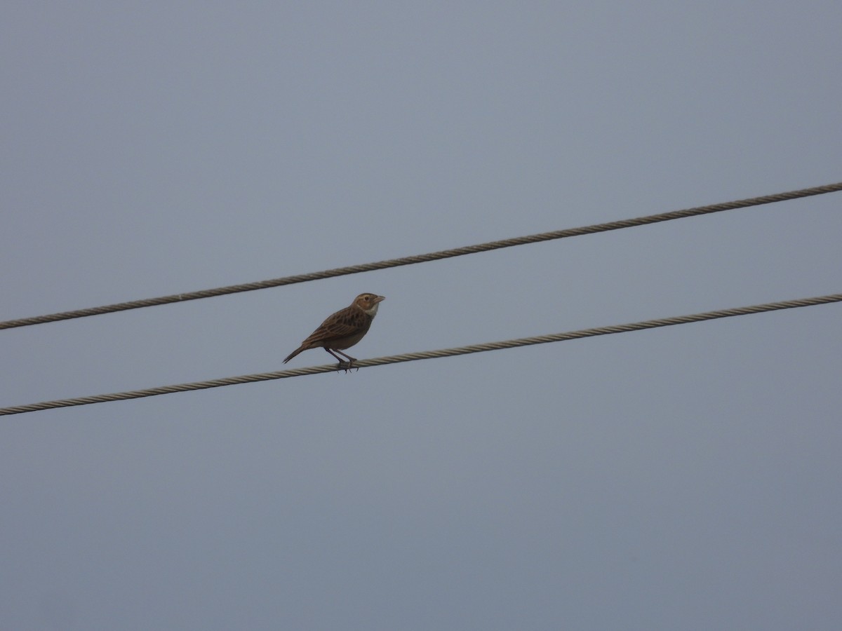 Singing Bushlark - ML633212847