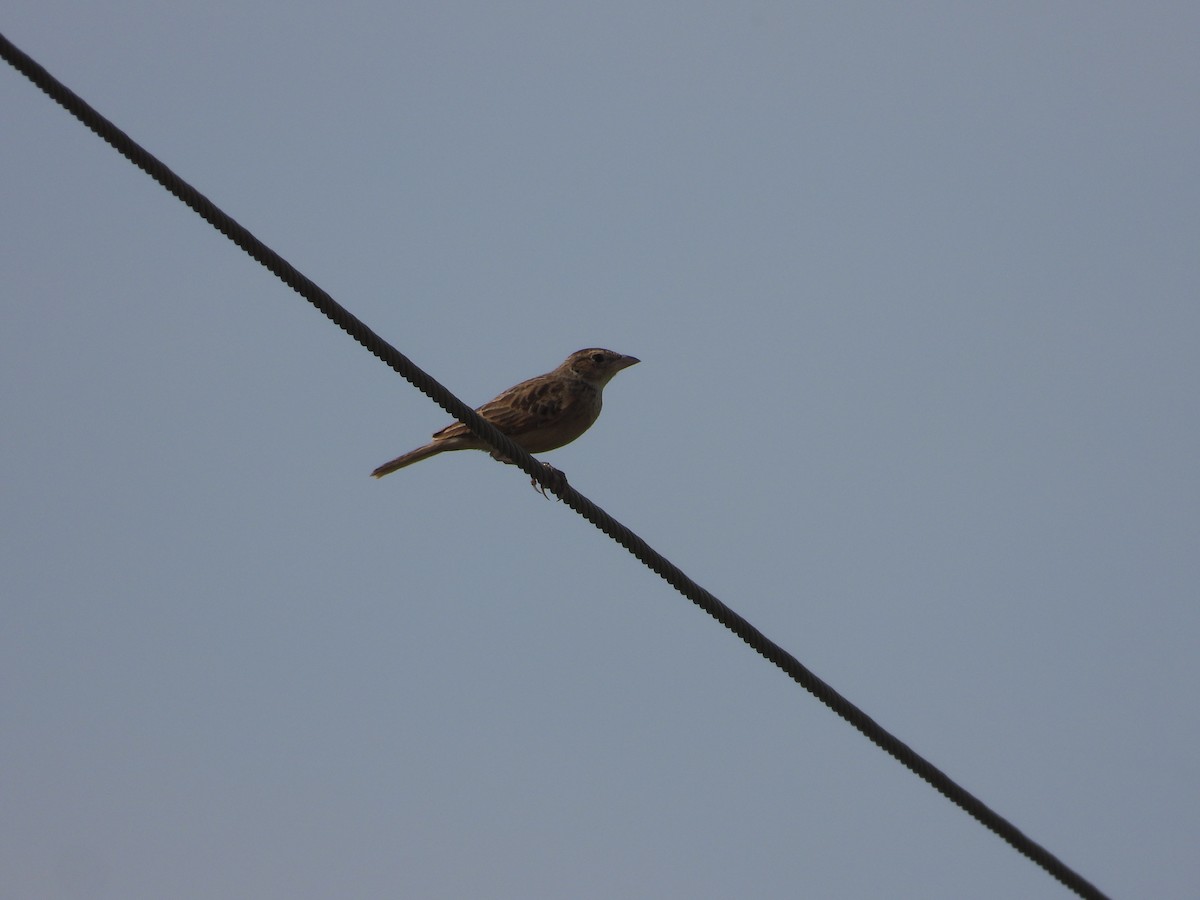 Singing Bushlark - ML633212858