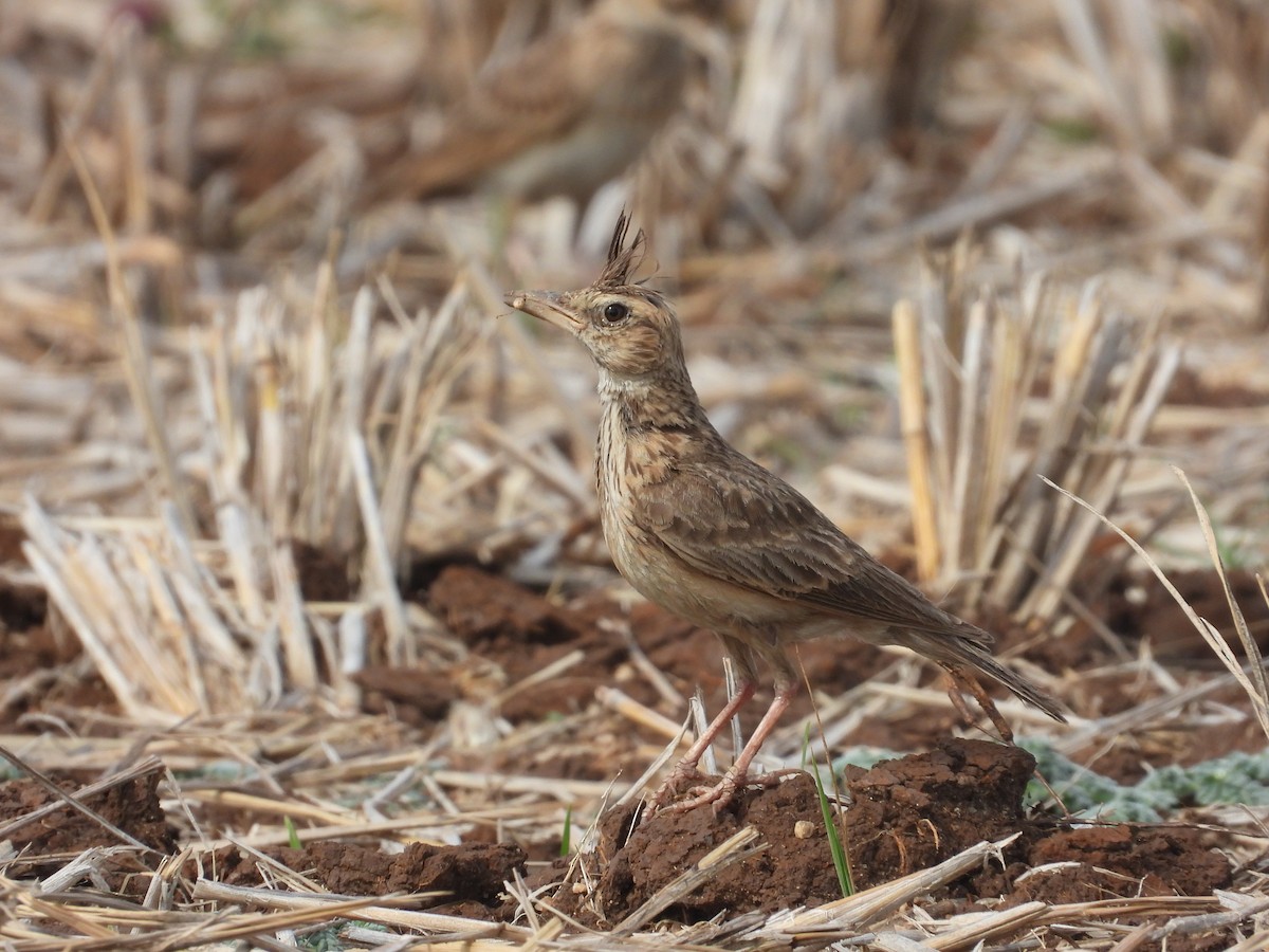 Malabar Lark - ML633212909