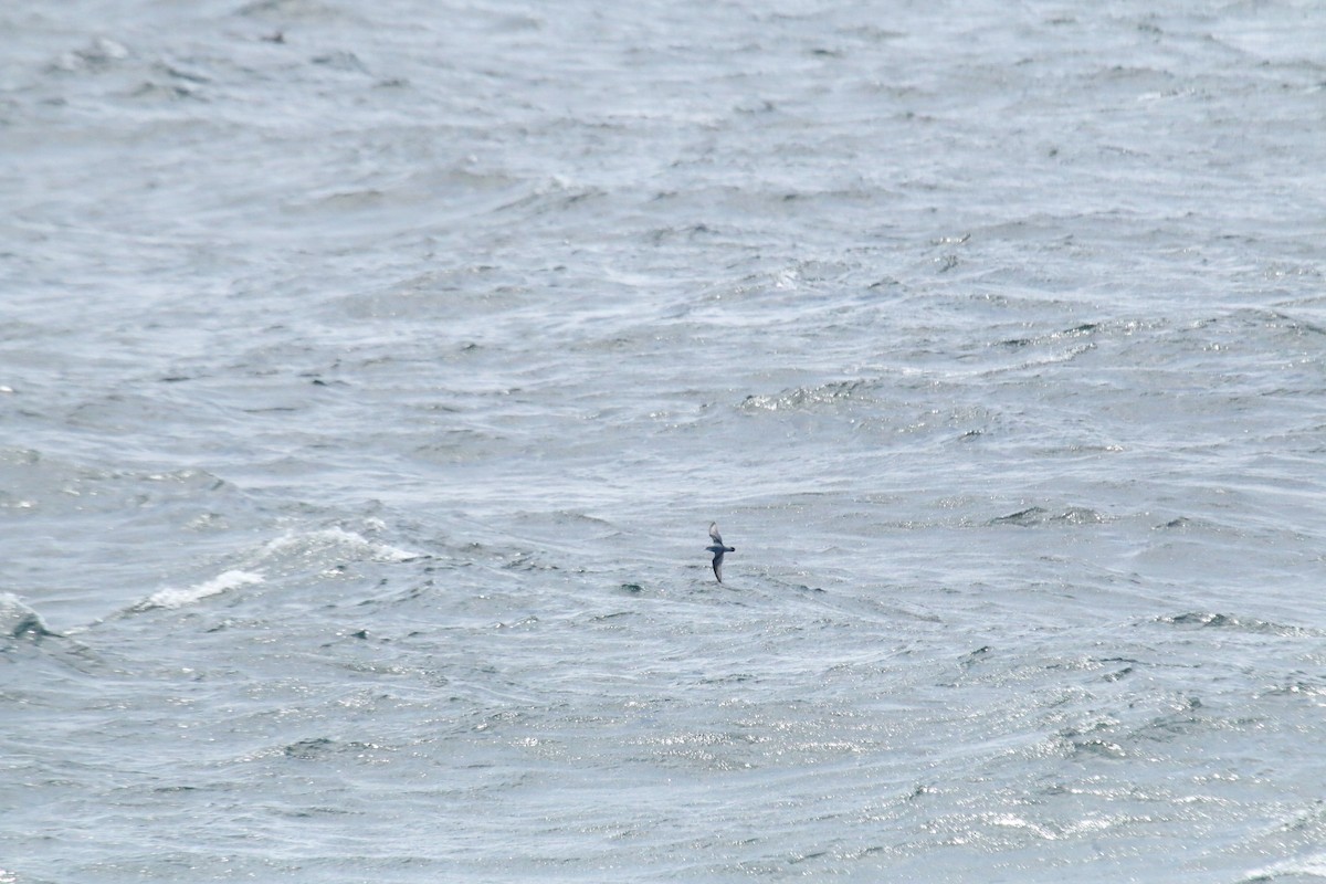 Antarctic Prion - ML633212918