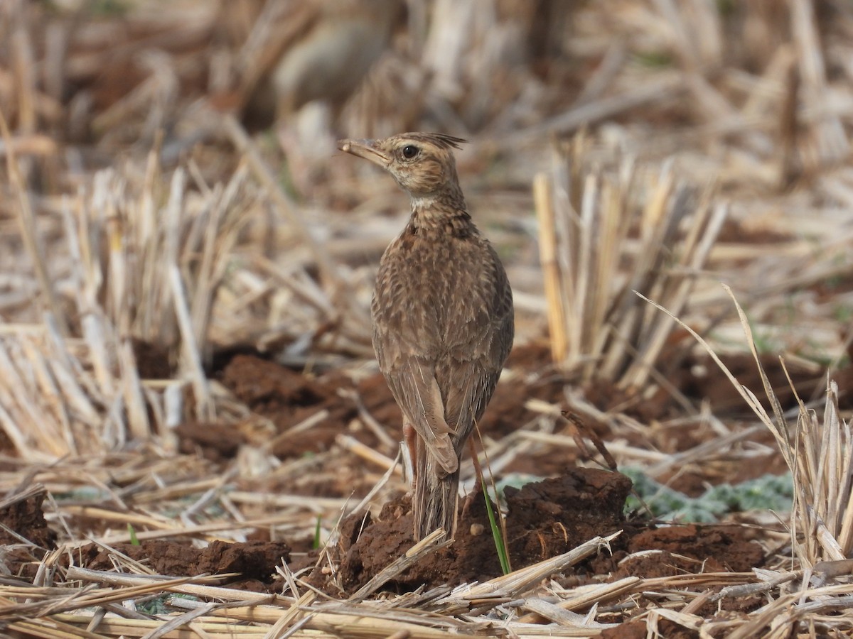 Malabar Lark - ML633212929