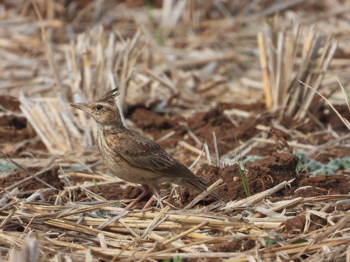 Malabar Lark - ML633212957