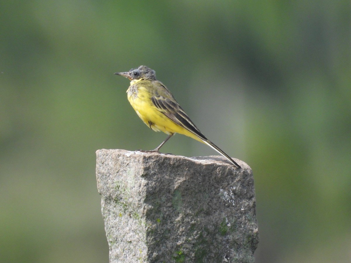 Western Yellow Wagtail - ML633212976