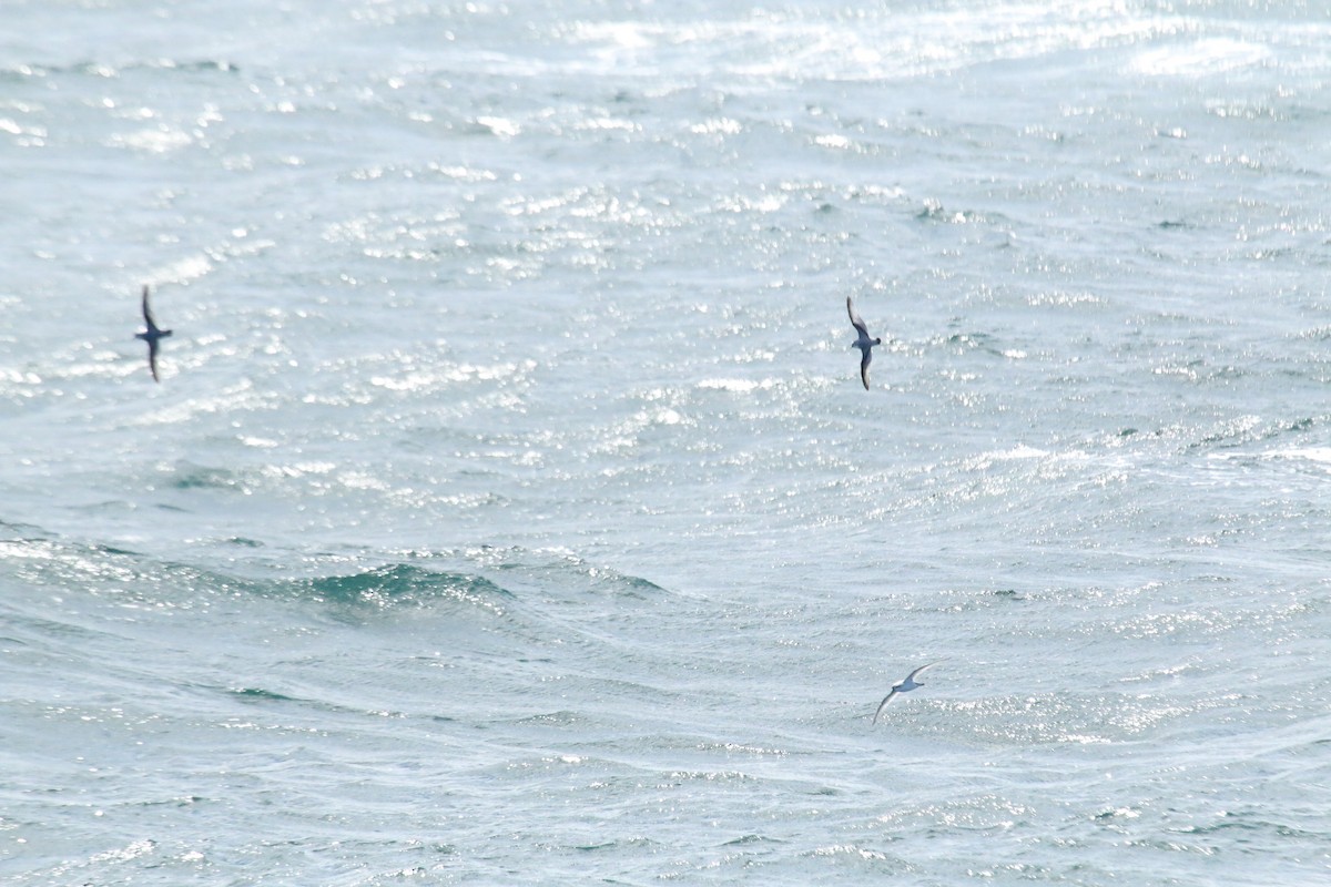 Antarctic Prion - ML633212997