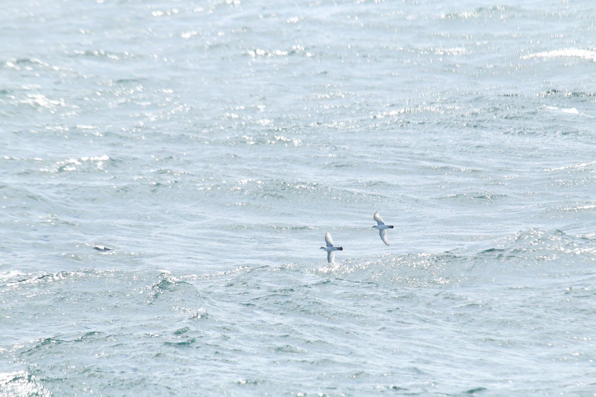 Antarctic Prion - ML633212998