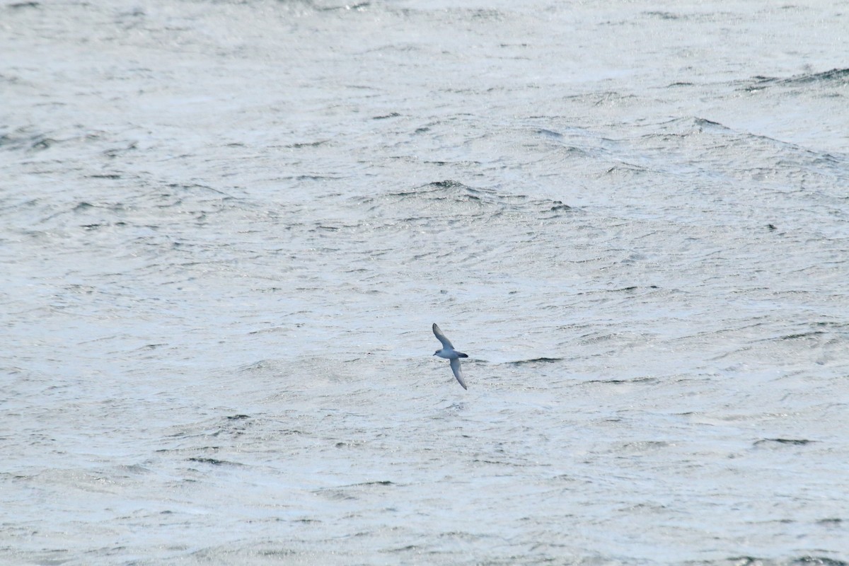 Antarctic Prion - ML633212999