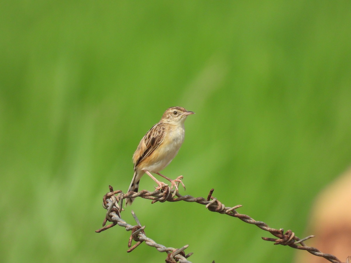 Zitting Cisticola - ML633213009