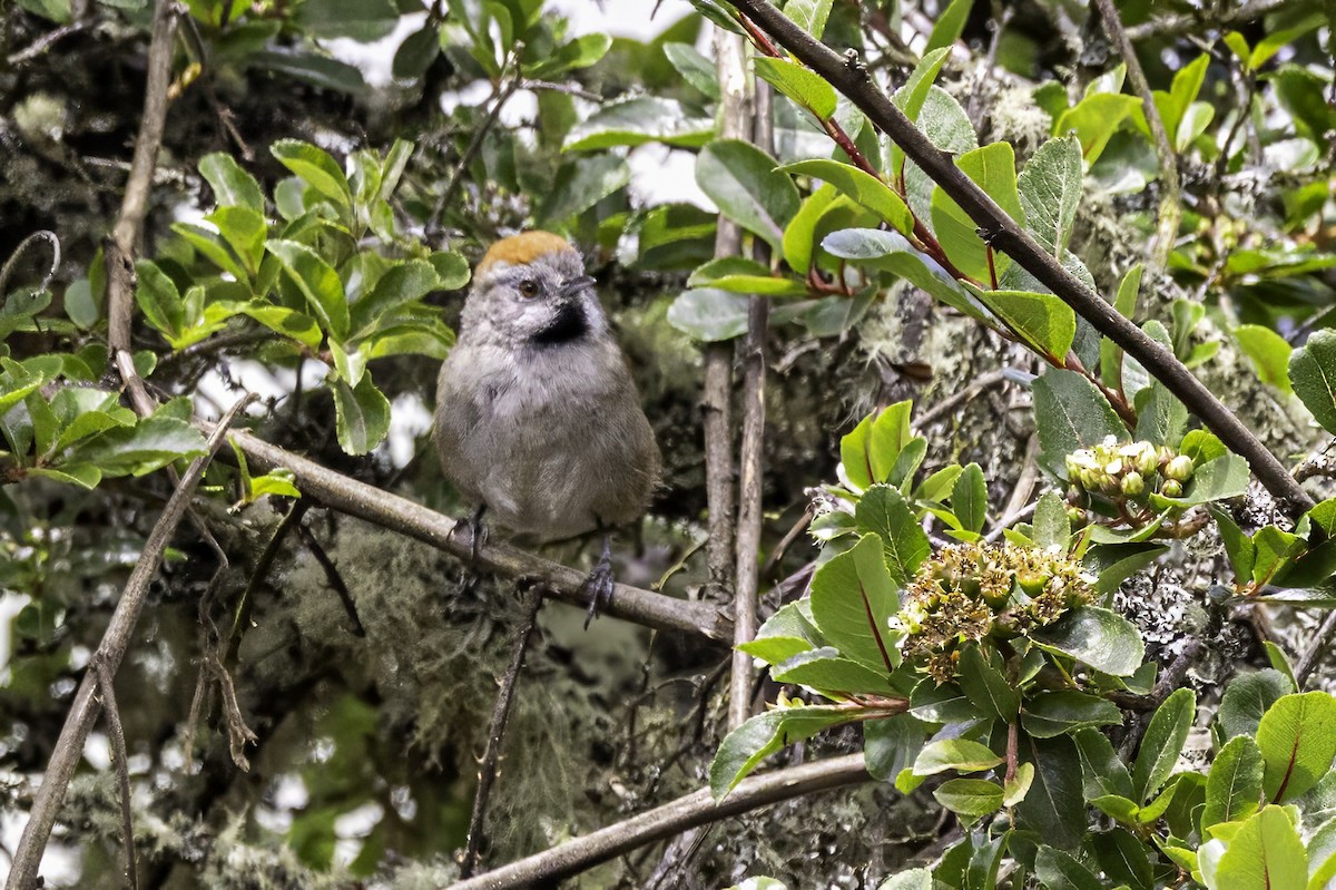 Silvery-throated Spinetail - ML633213014