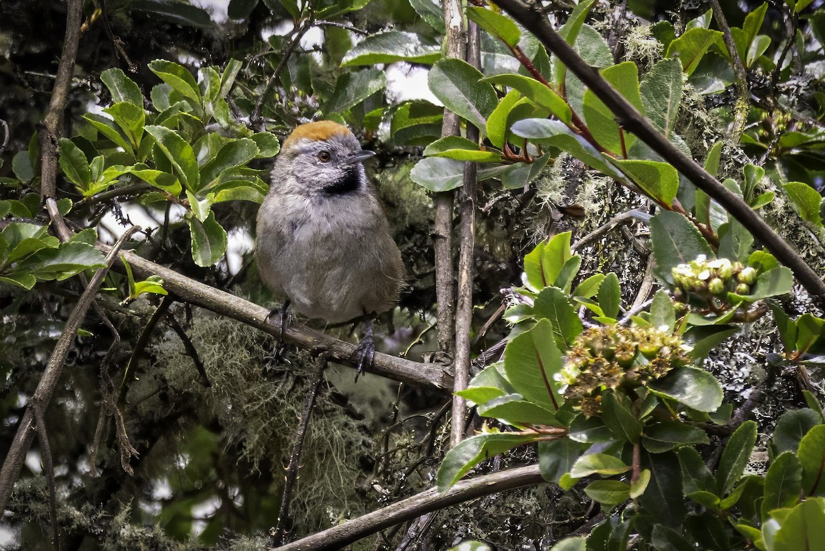 Silvery-throated Spinetail - ML633213015