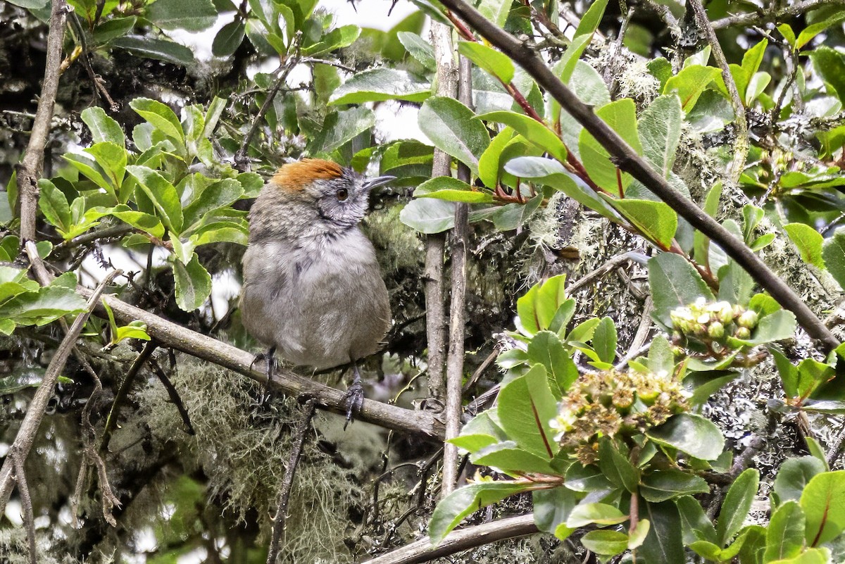Silvery-throated Spinetail - ML633213016