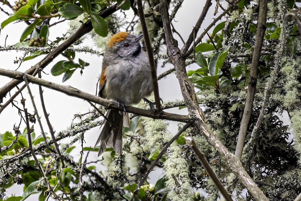 Silvery-throated Spinetail - ML633213017