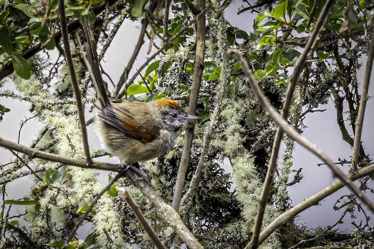 Silvery-throated Spinetail - ML633213018