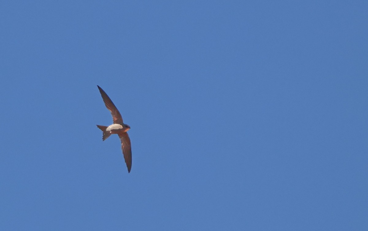 Bradfield's Swift - ML633213029