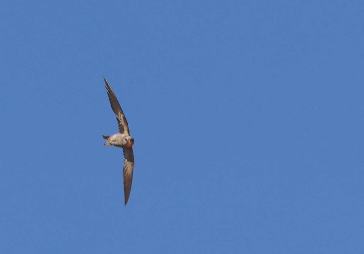Bradfield's Swift - ML633213030