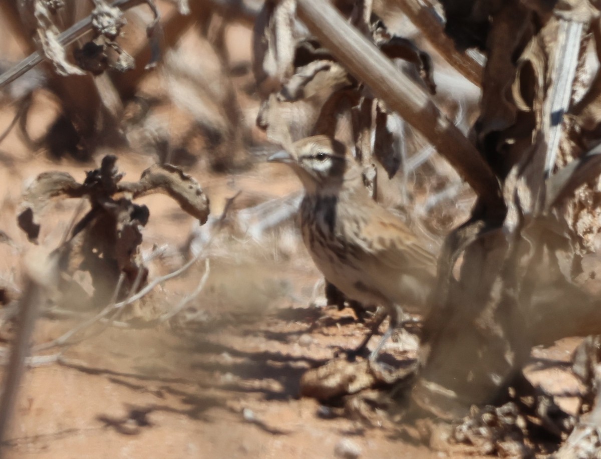 Dune Lark (Cave's) - ML633213069
