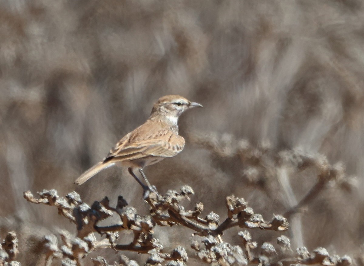 Dune Lark (Cave's) - ML633213070