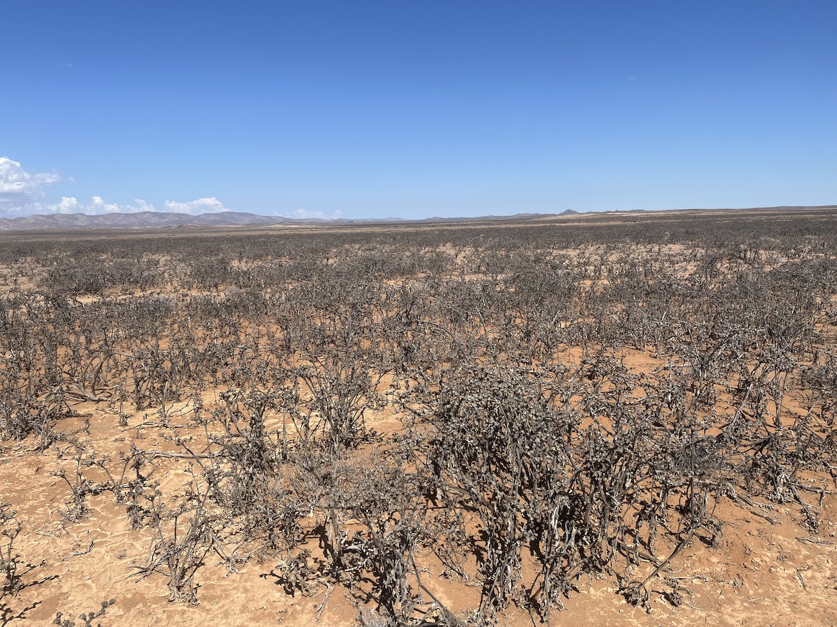 Dune Lark (Cave's) - ML633213074