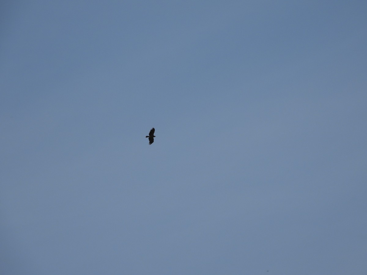 Indian Spotted Eagle - ML633213117