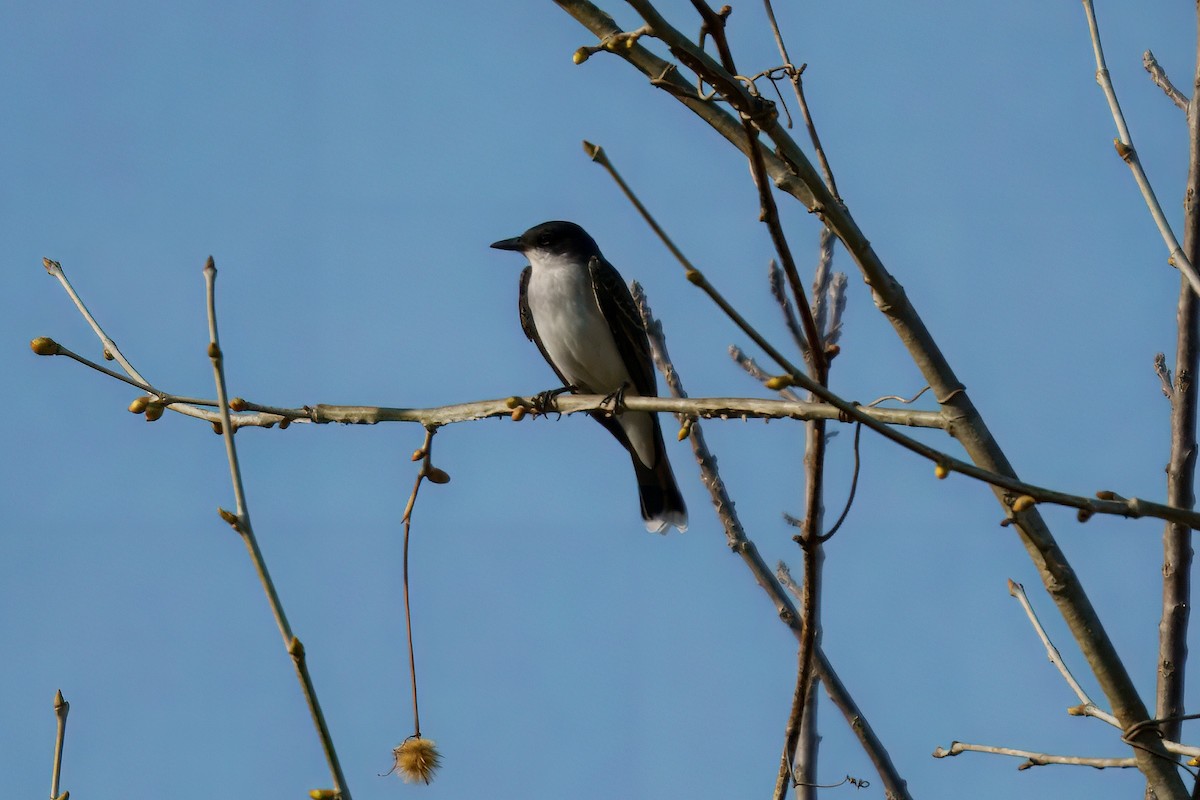 Eastern Kingbird - ML633213169