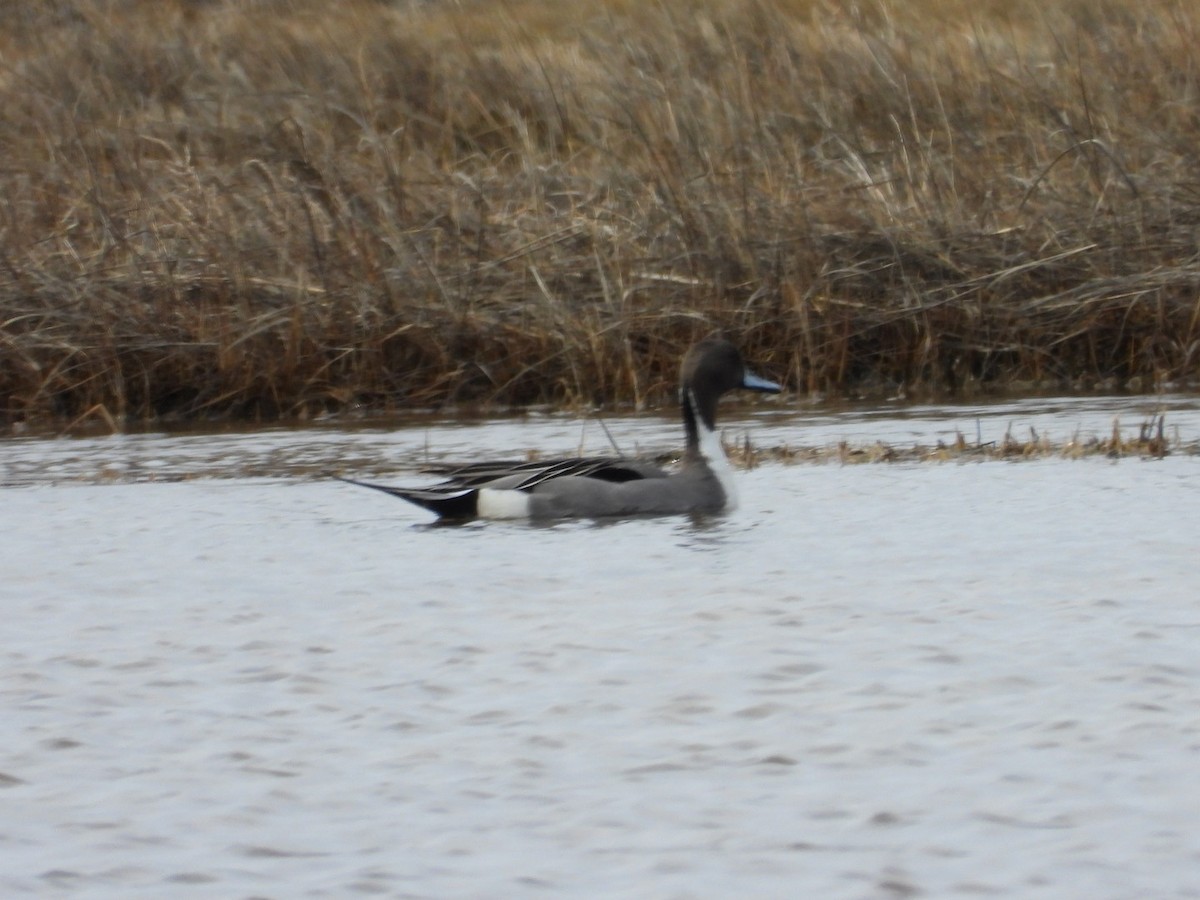 Northern Pintail - ML633213207