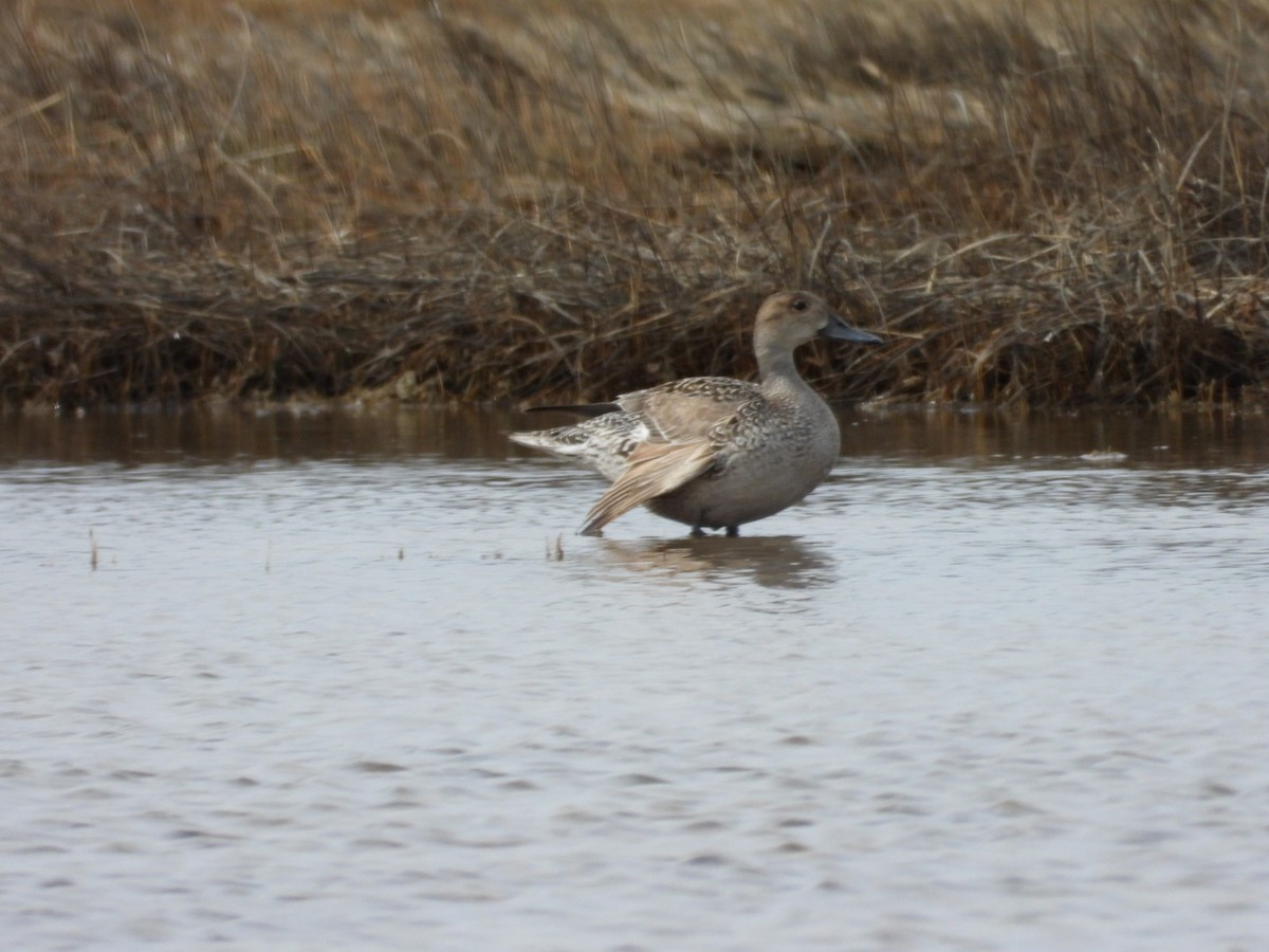 Northern Pintail - ML633213208