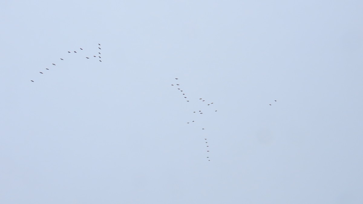 Double-crested Cormorant - ML633213522