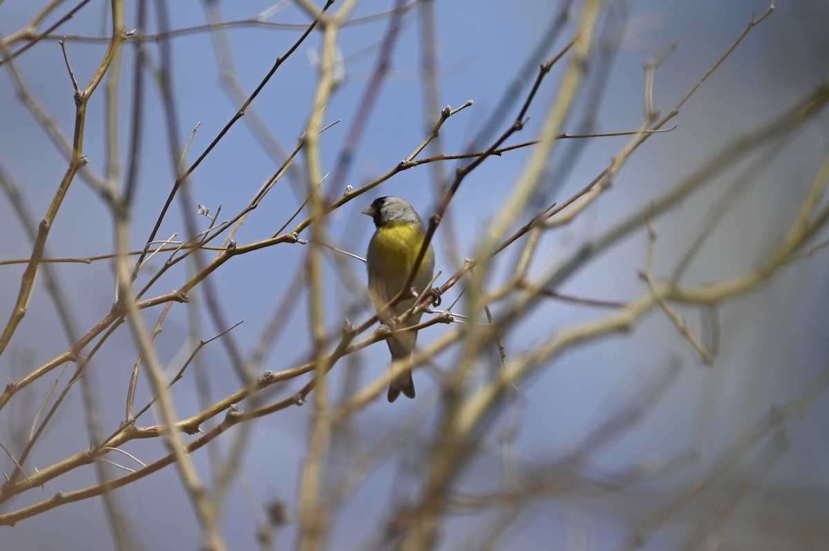 Lawrence's Goldfinch - ML633213592
