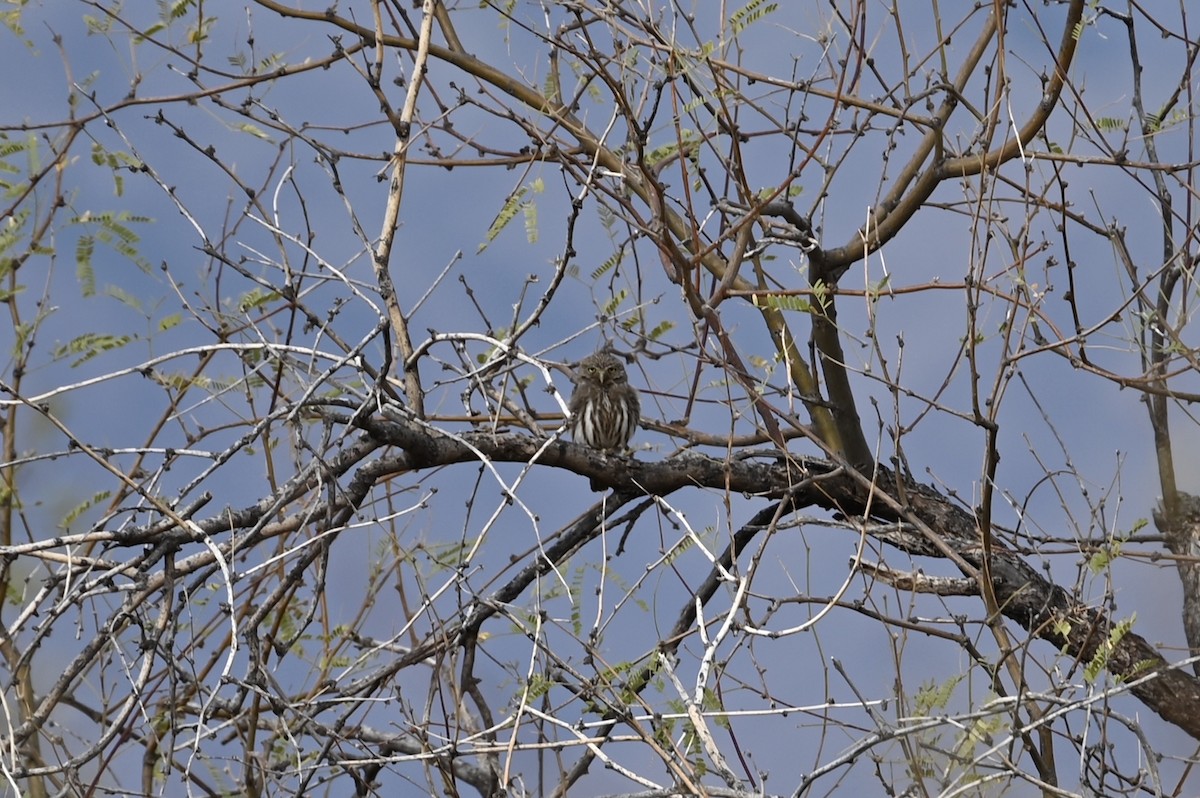 Ferruginous Pygmy-Owl - ML633213842