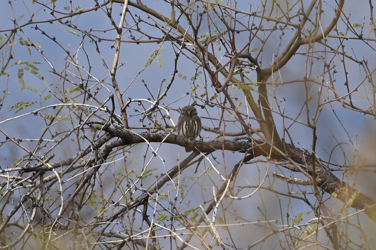Ferruginous Pygmy-Owl - ML633213843
