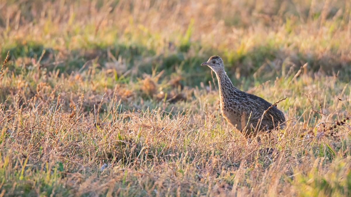 Spotted Nothura - ML633214030