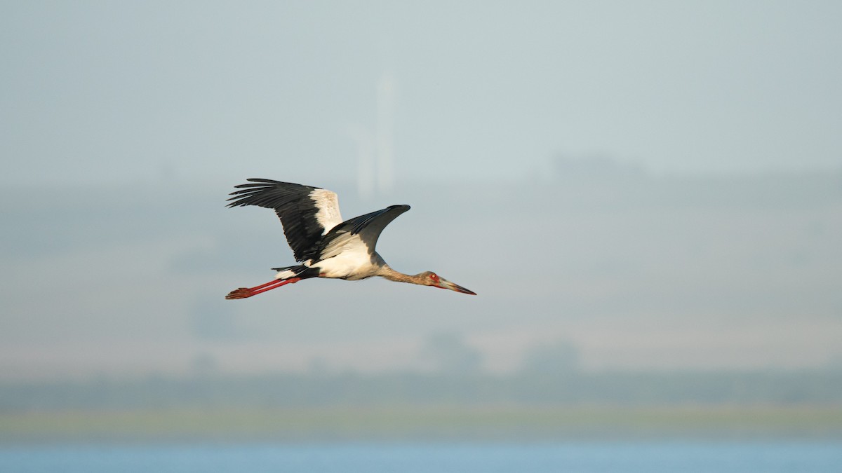 Maguari Stork - ML633214060