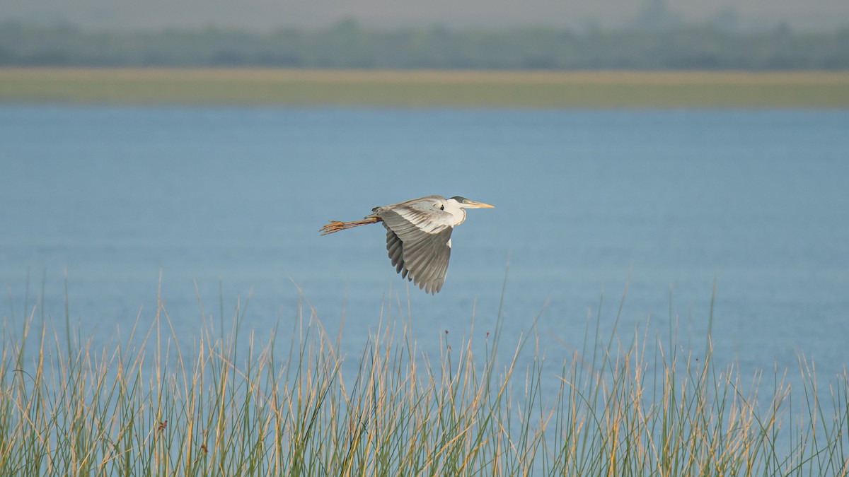 Cocoi Heron - ML633214067